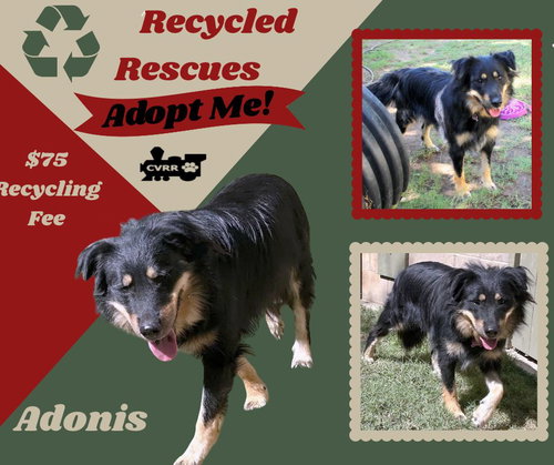 Adonis (Recycle), an adoptable dog