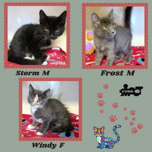 Weather Kittens, a cat for adoption from Central Valley Rescue Railroad