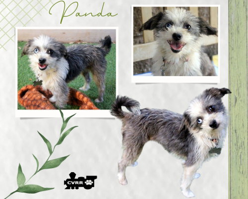 Panda, an adoptable dog