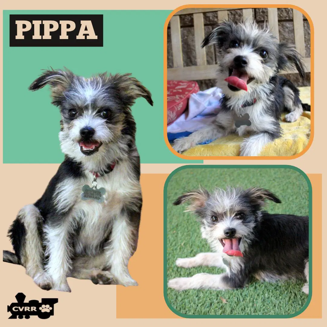 Pippa - Terrier
