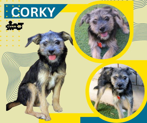 Corky (Puppy), an adoptable dog