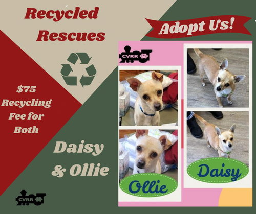 Daisy and Ollie ReCyle), an adoptable dog