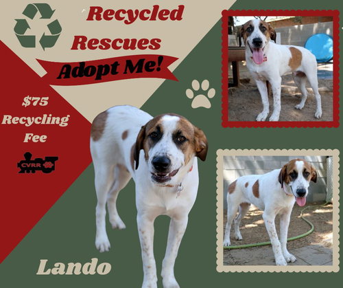 Lando (Recycle), an adoptable dog