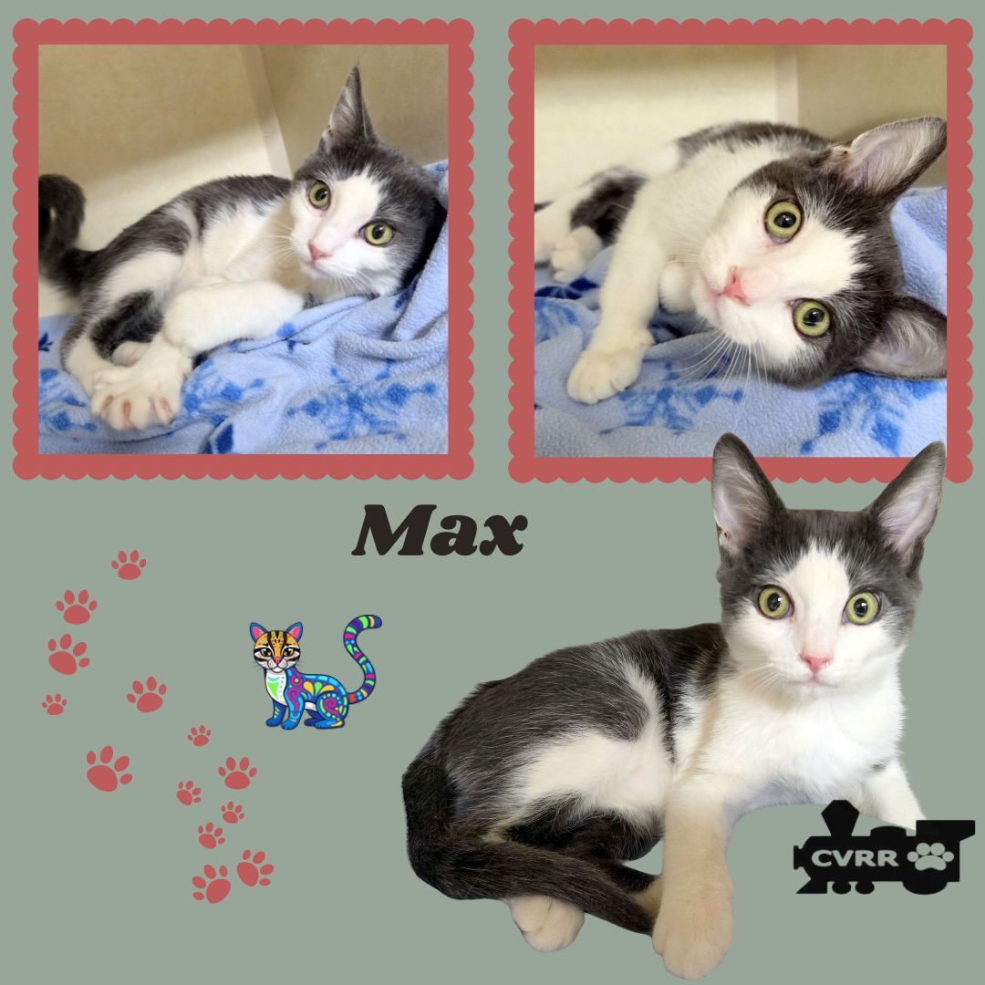 Max Kittten