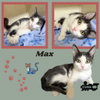 Max (Kittten)