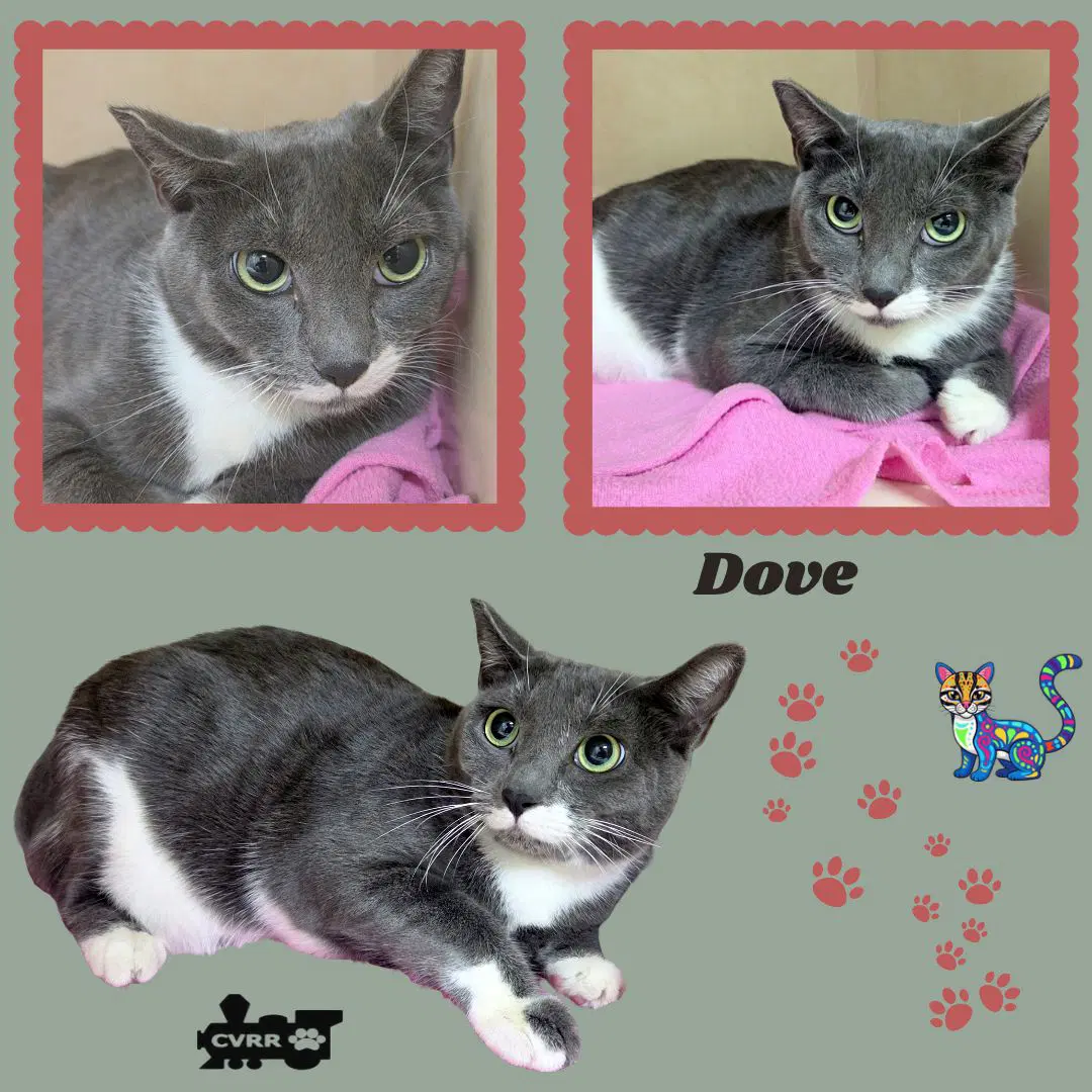 Dove Cat - Domestic Short Hair