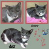 Dove (Cat)