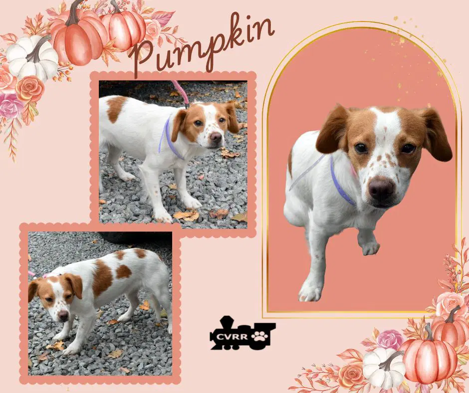 Pumpkin - Brittany