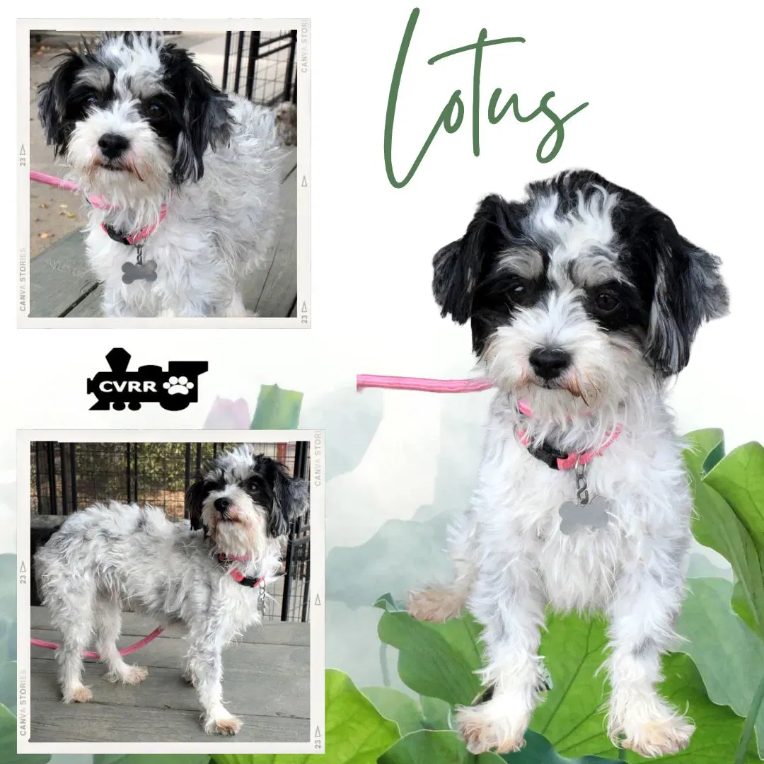 Lotus Ritzy - Maltese