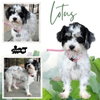 Lotus (Ritzy)