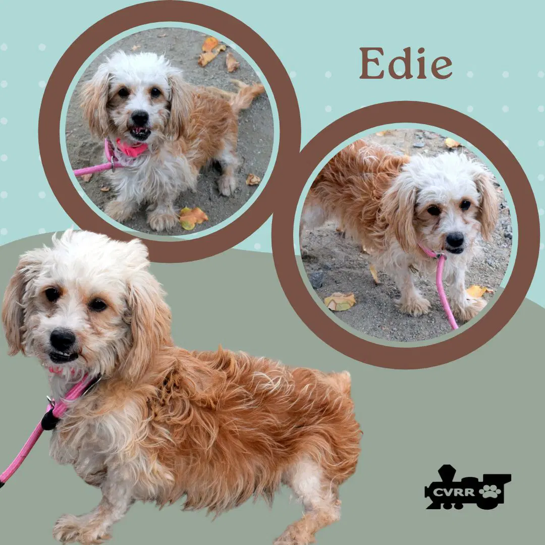 Edie Ritzy - Lhasa Apso