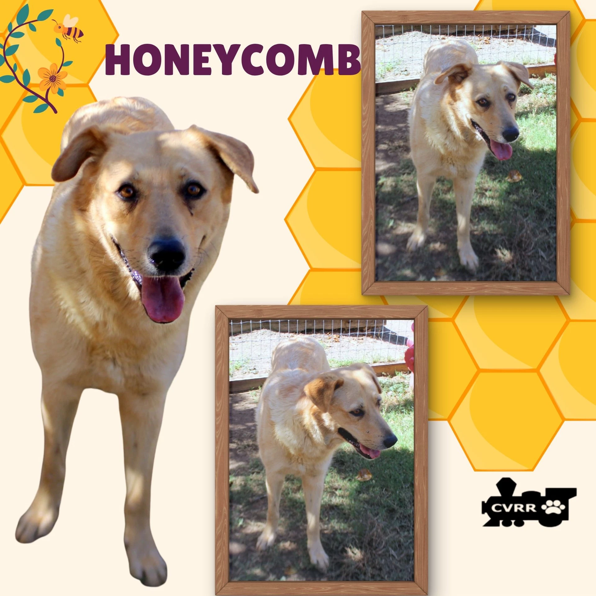 Honeycomb