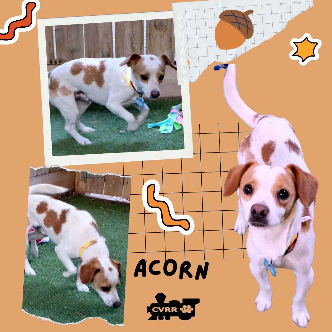 Acorn - Beagle