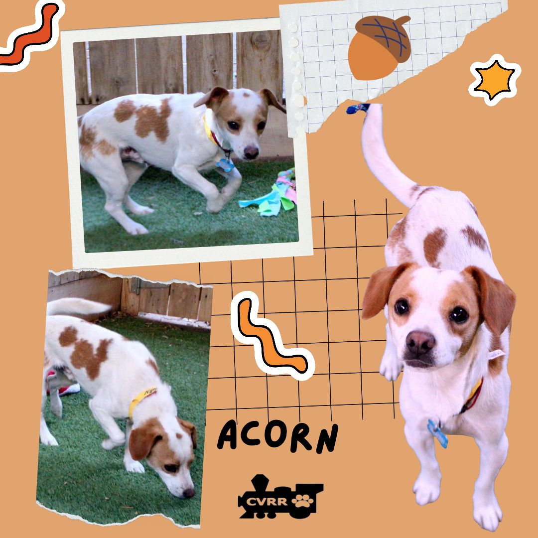 Acorn