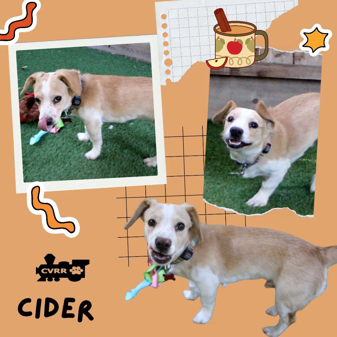 Cider - Beagle
