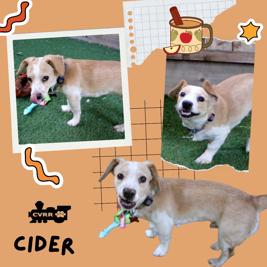 Cider