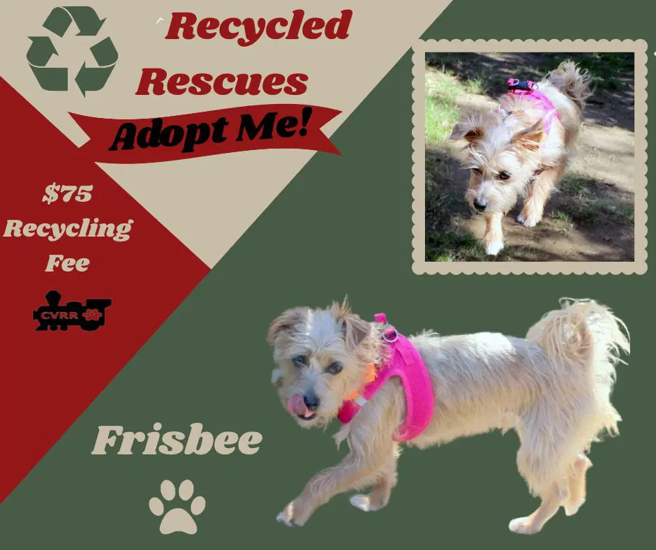 Frisbee Recycle - Terrier