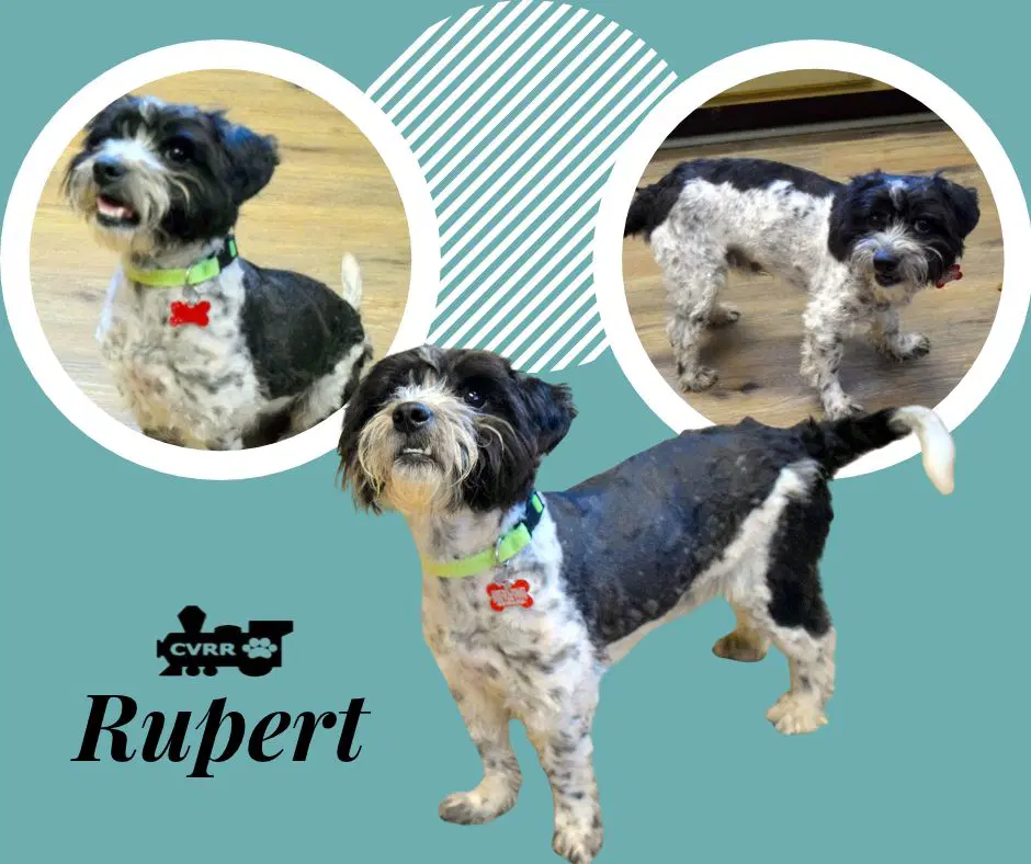 Rupert Ritzy - Terrier