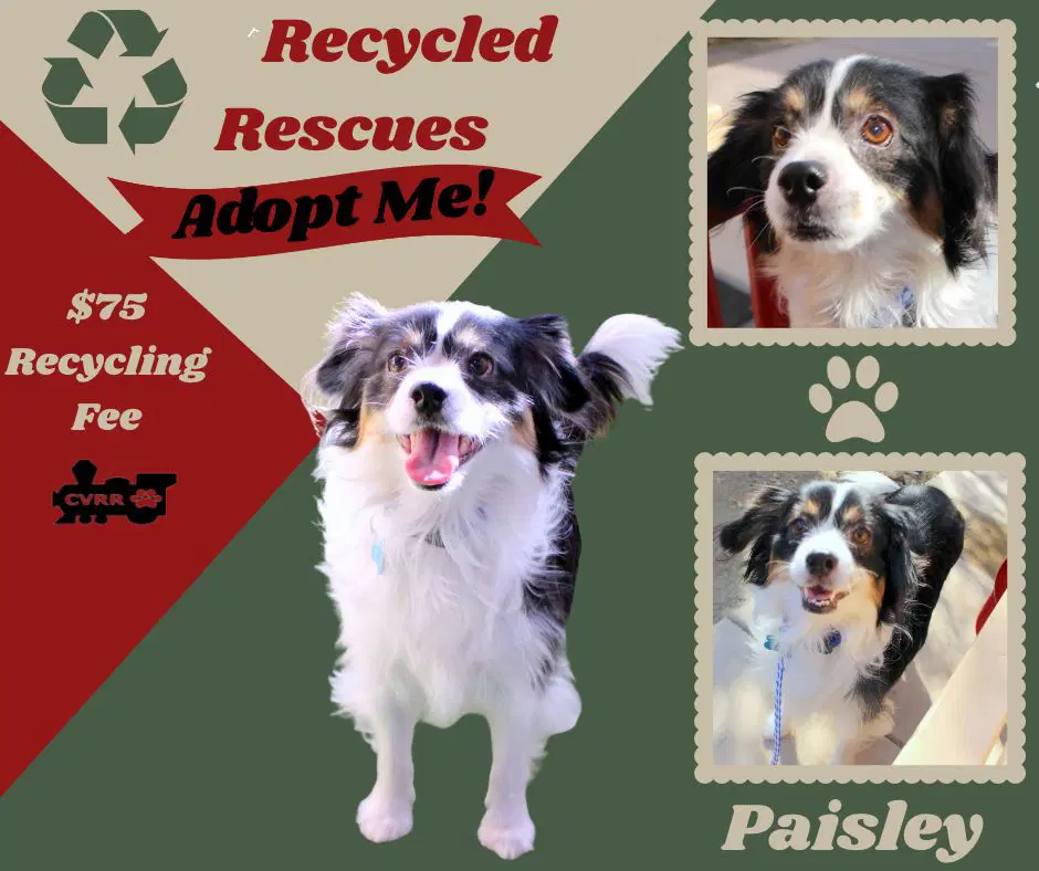 Paisley Recycle - Cavalier King Charles Spaniel