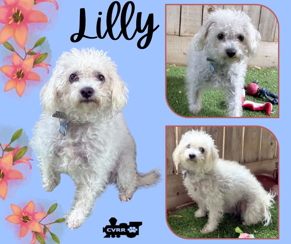 Lilly Ritzy