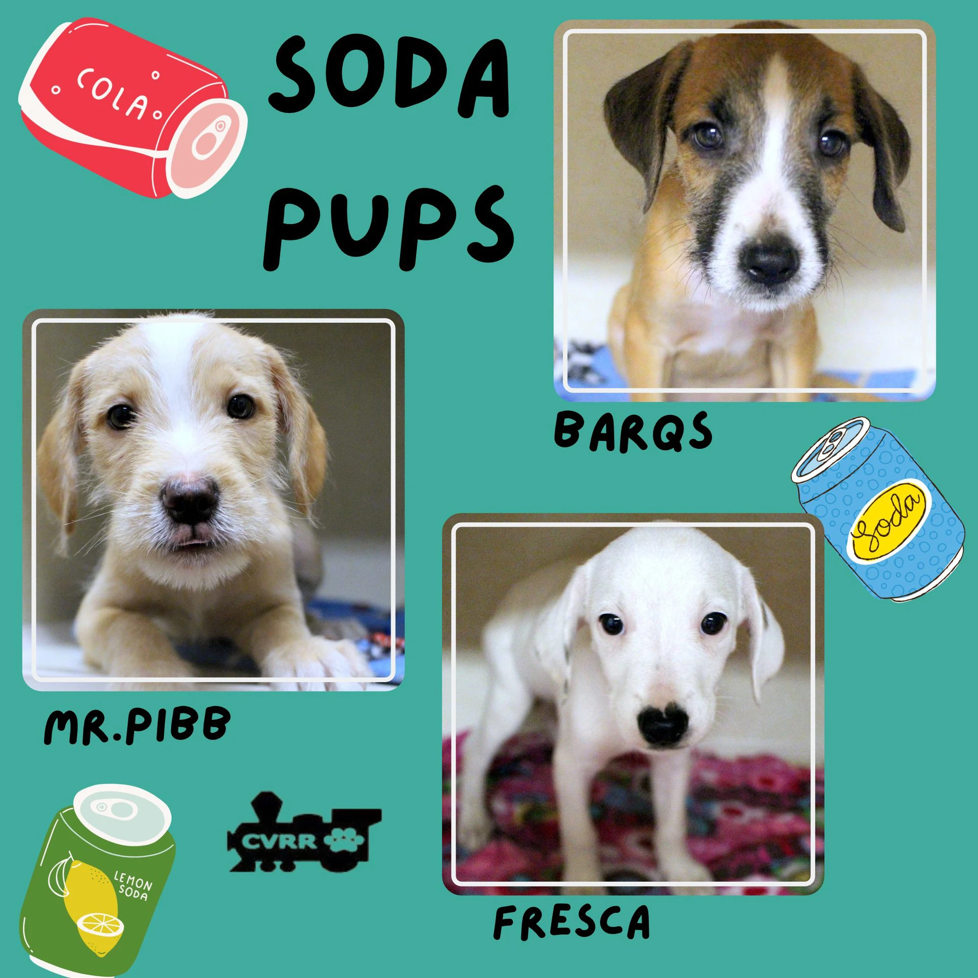 Soda Pups Puppy