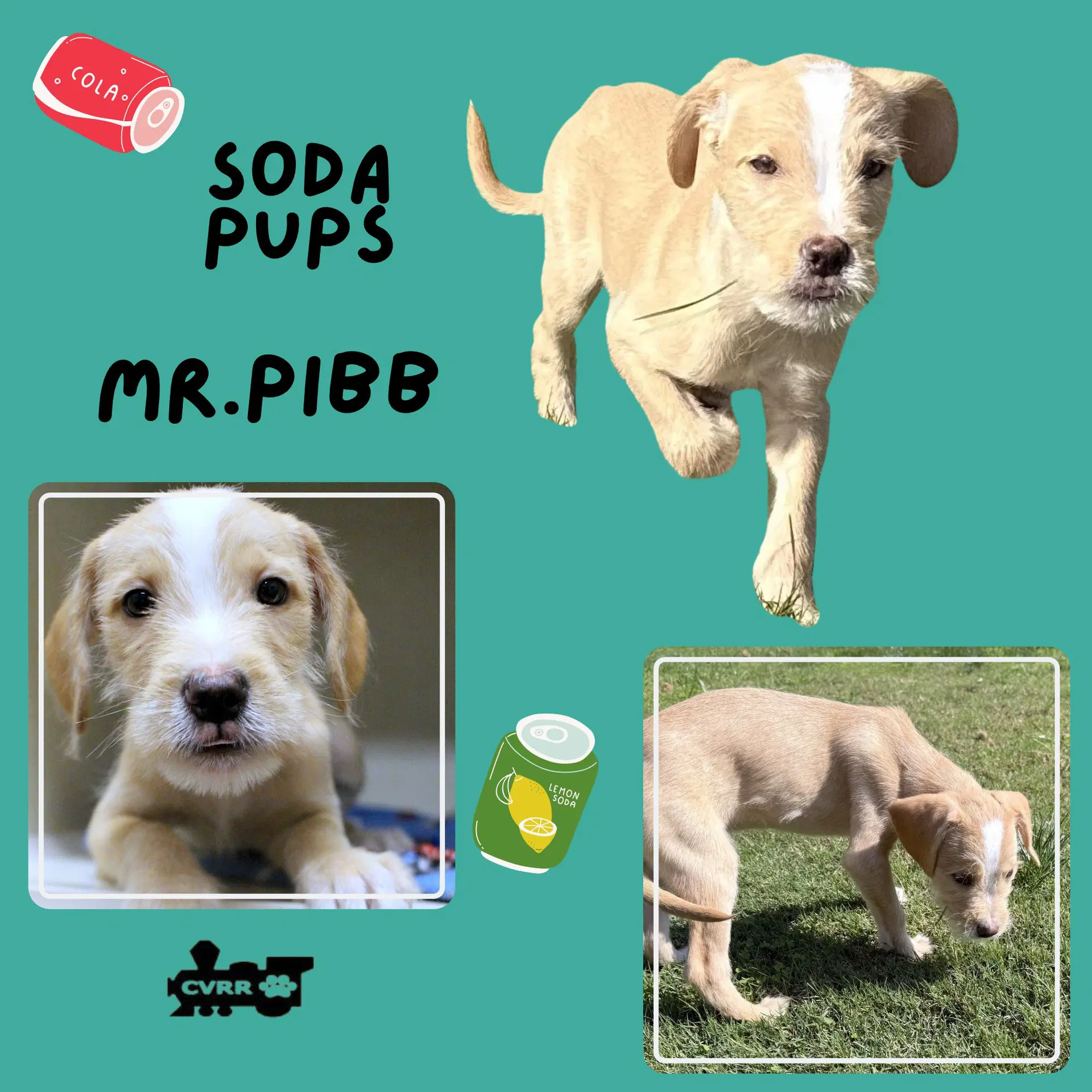 Soda Pups Puppy - Terrier