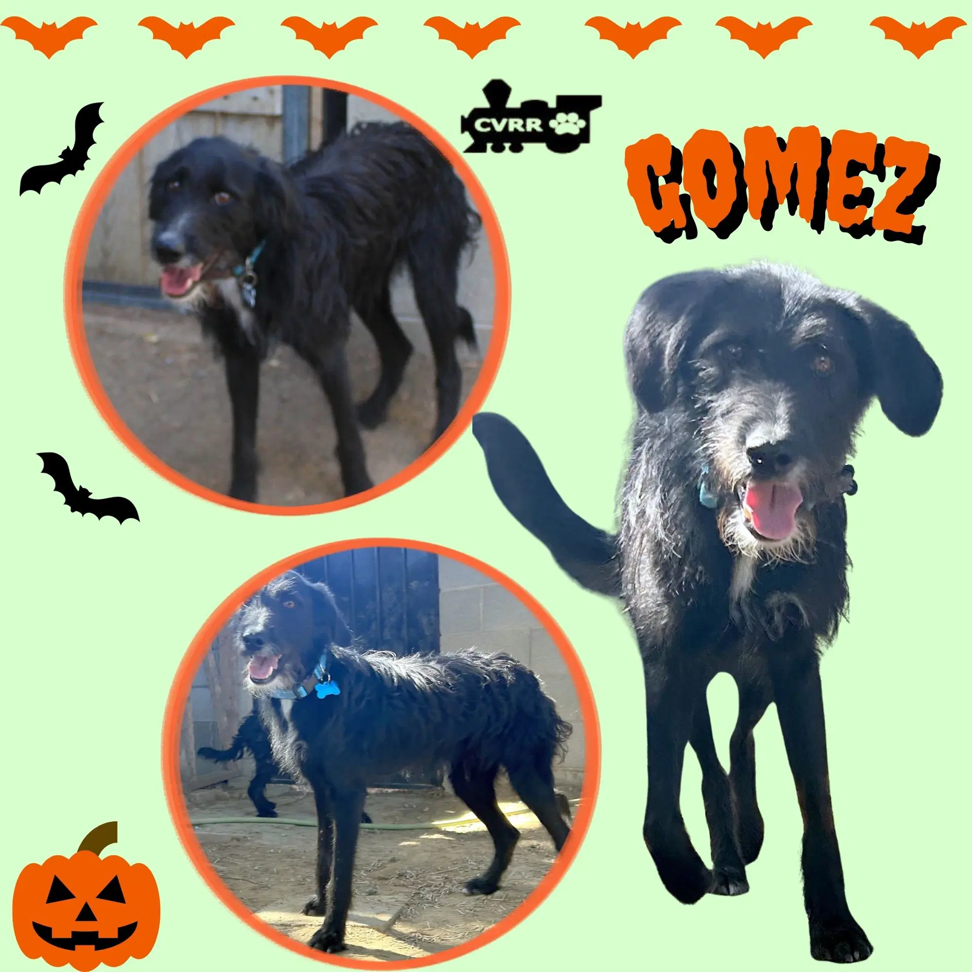 Gomez - German Wirehaired Pointer