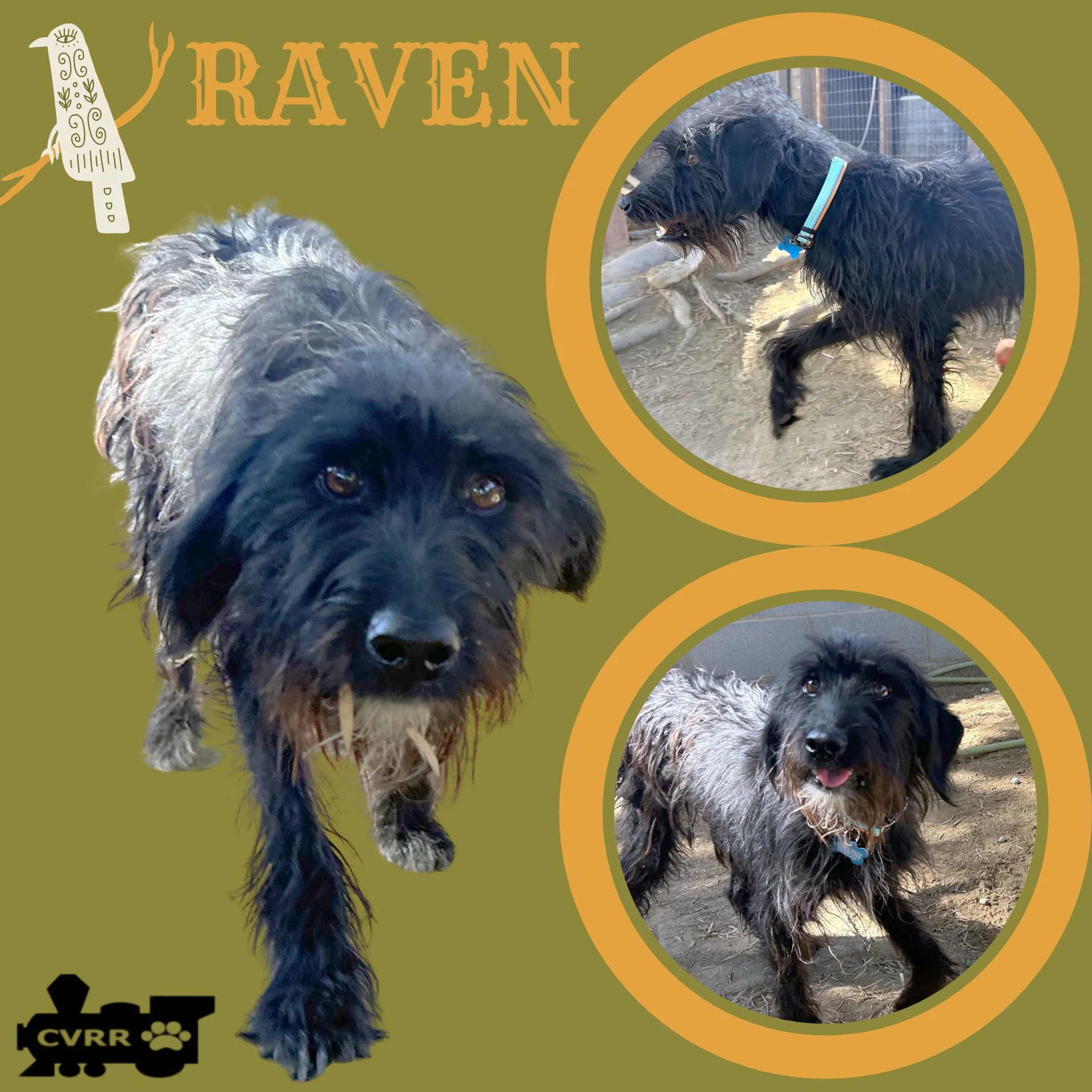 Raven