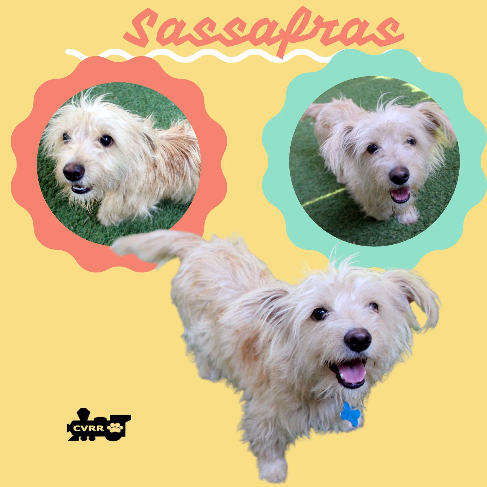 Sassafras