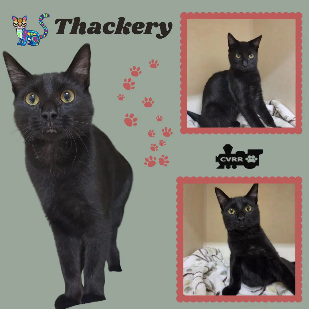 Thackery Kitten - Domestic Short Hair