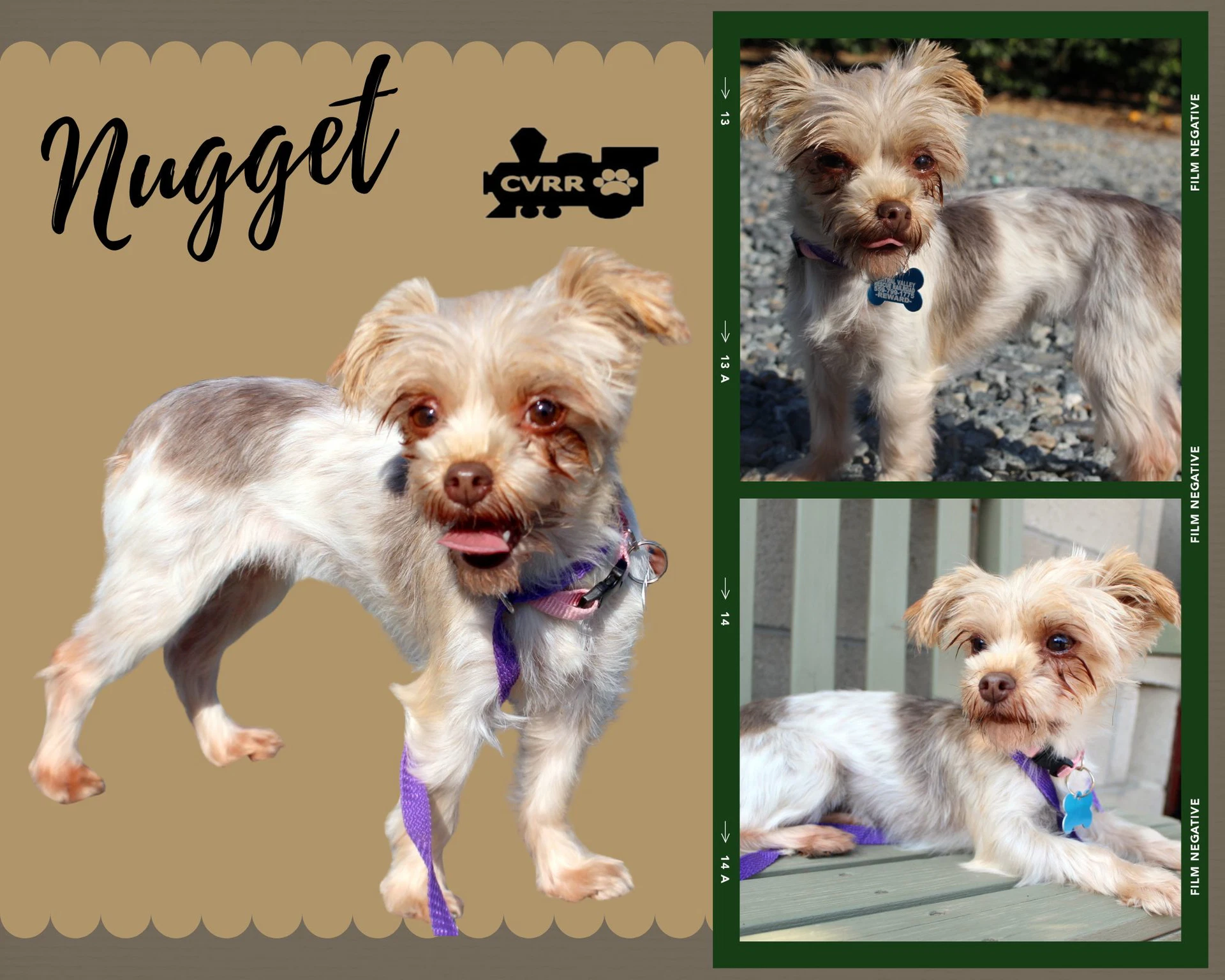 Nugget Ritzy