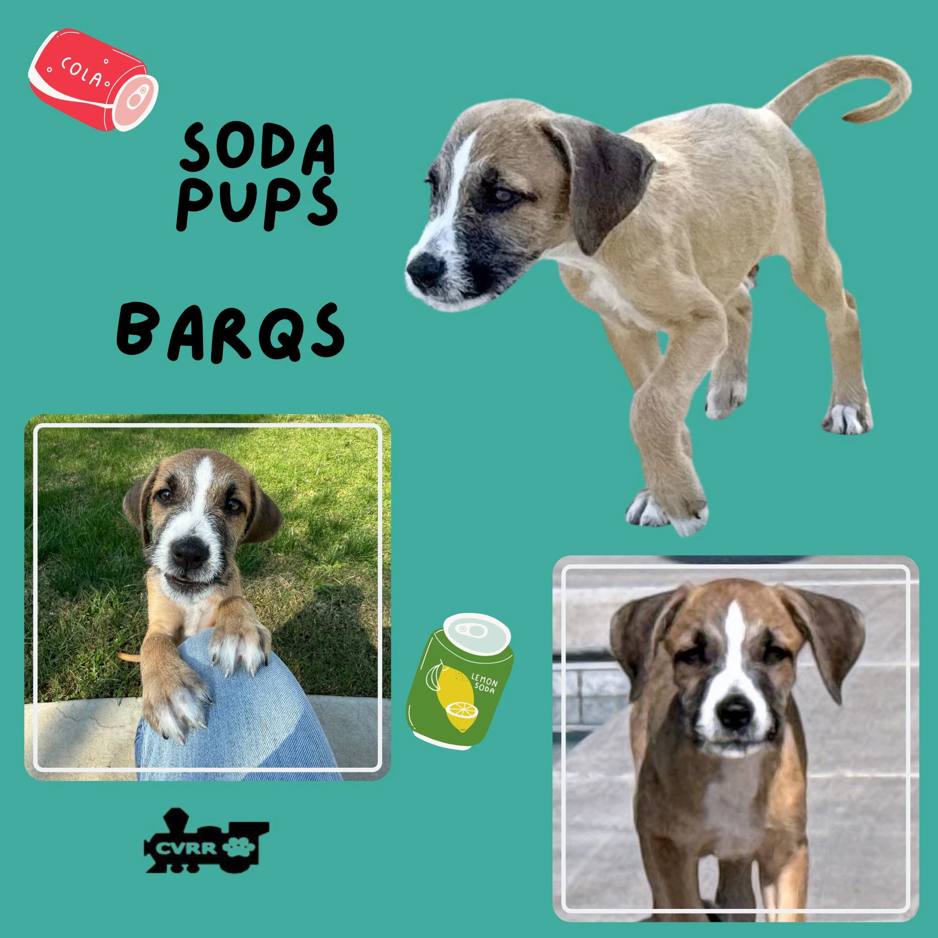 Barqs Puppy