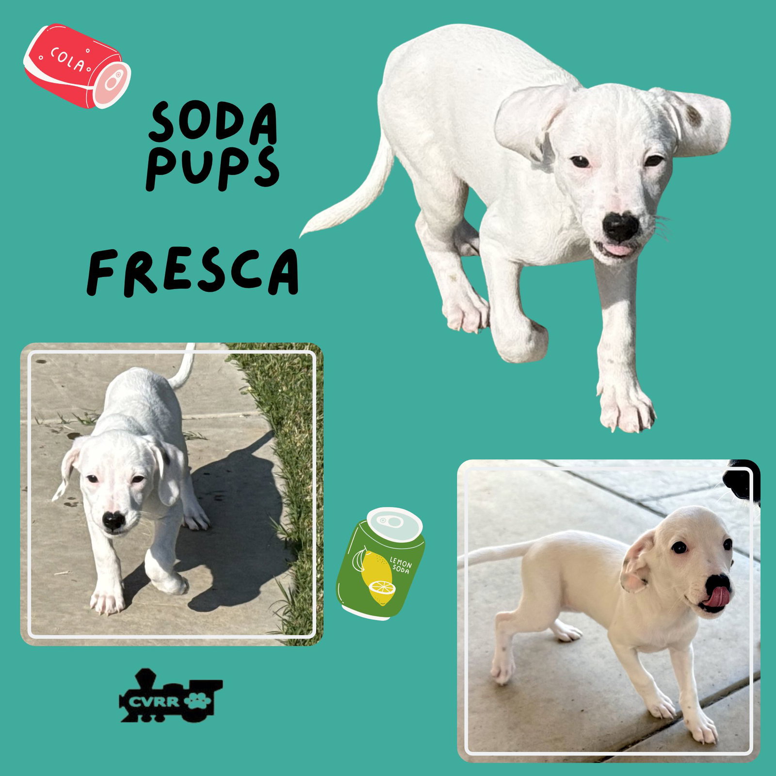 Fresca (Puppy)