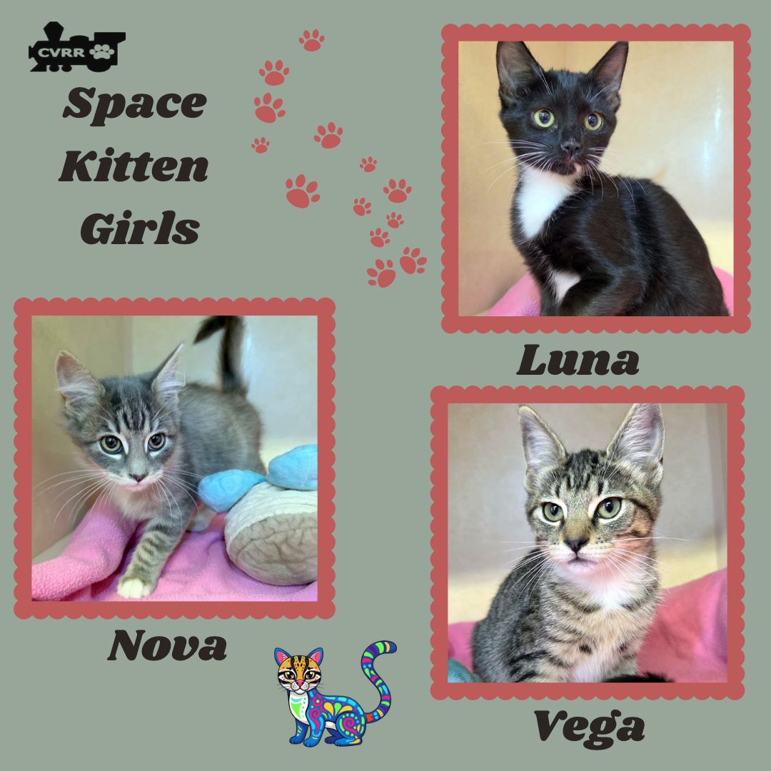 Space Girls Kitten