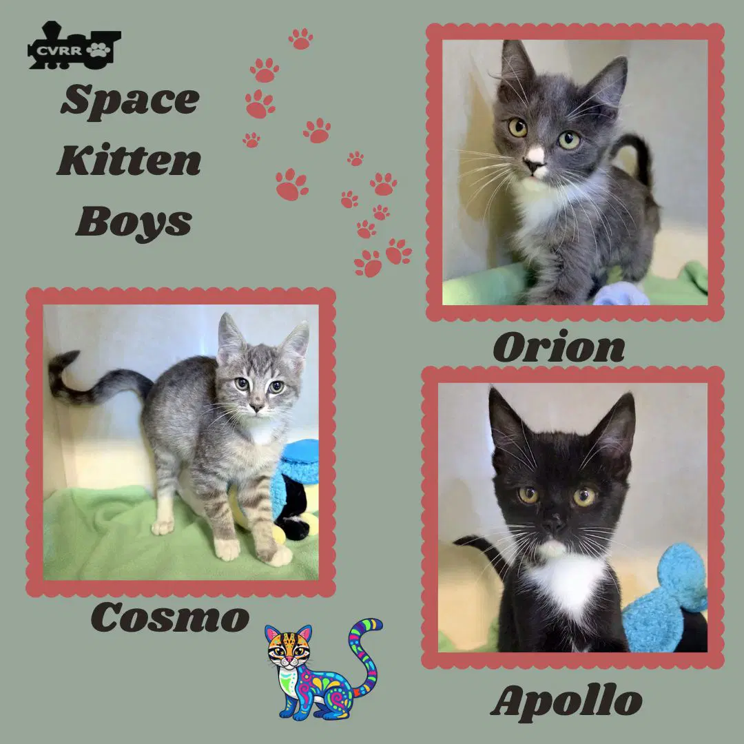 Space Boys Kitten - Domestic Short Hair