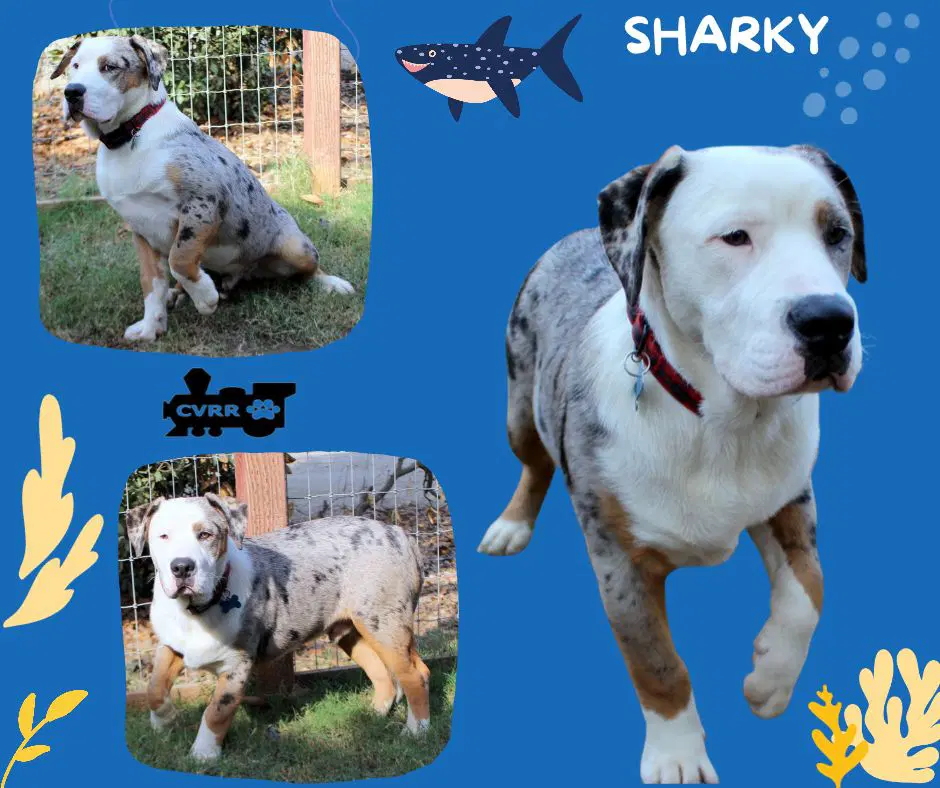 Sharky Puppy - Australian Shepherd