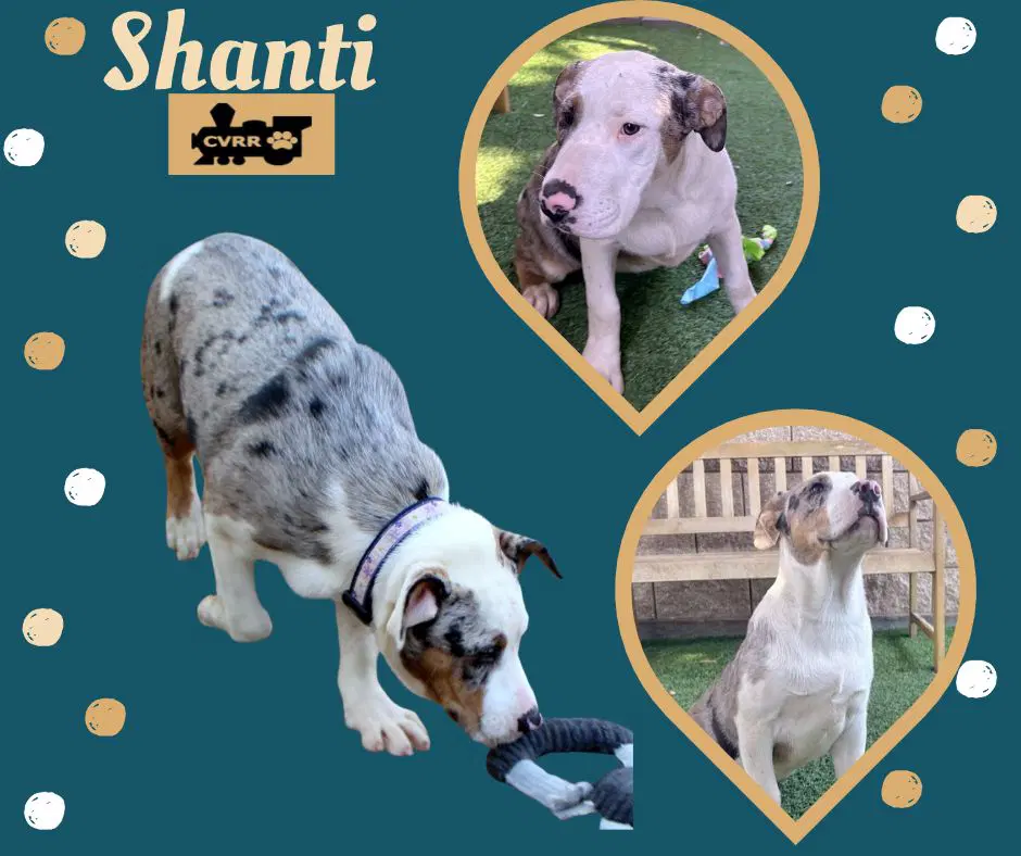Shanti Puppy - Australian Shepherd
