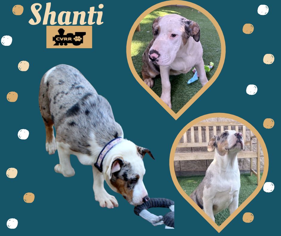 Shanti Puppy
