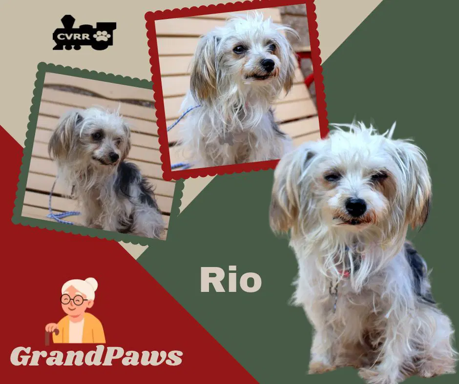 Rio Ritzy Grandpaws - Maltese