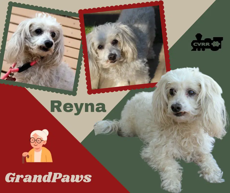 Reyna Ritzy Grandpqaws - Poodle (Miniature)
