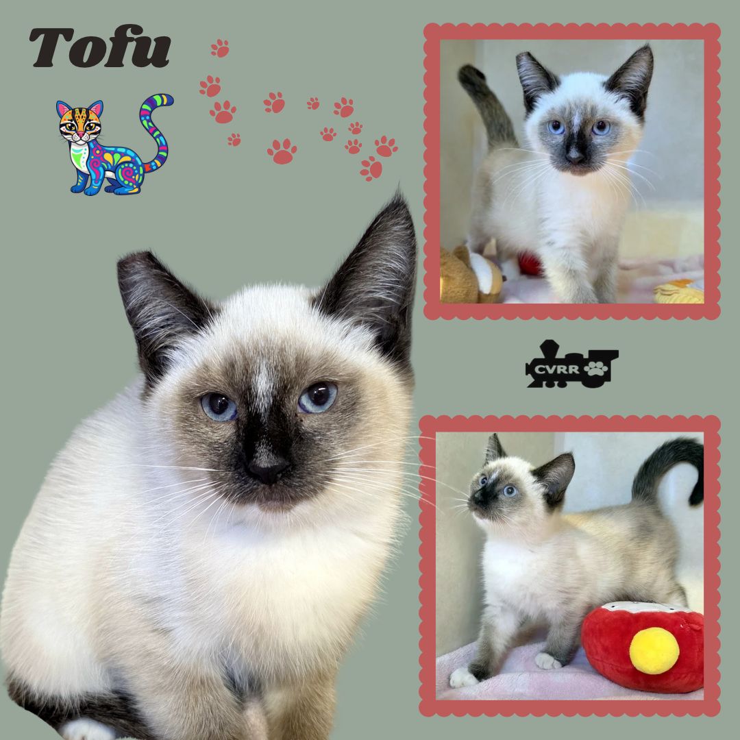 Tofu Kitten