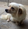 Shelly