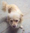Shelly