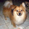 Simba (Ritzy)