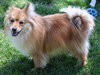 Simba (Ritzy)