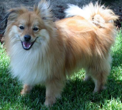 Simba (Ritzy)