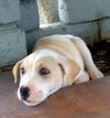 Bubba