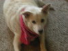 Sugar (GrandPaws)