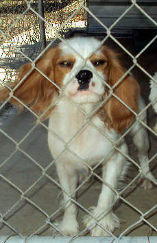 Sunji (Ritzy)