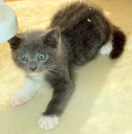 MIdnite and Mittens